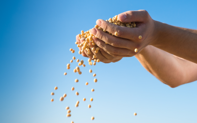 Gentle water extraction can turn soy beans into a nutritious protein ( concentrate, which is able to subsitute other (more scarce or expensive) ( animal or vegetable protein sources in the animal diet.