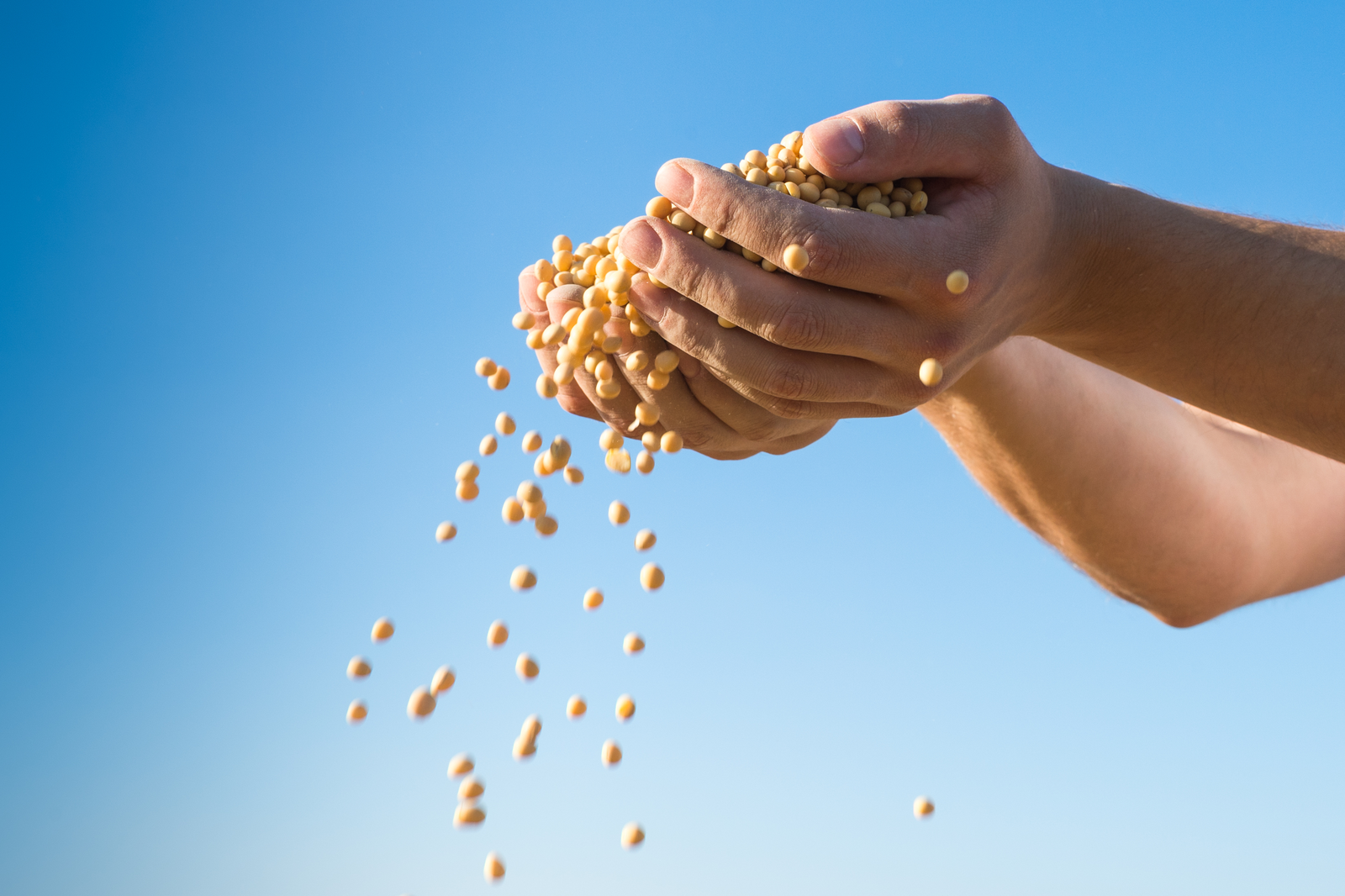 Gentle water extraction can turn soy beans into a nutritious protein ( concentrate, which is able to subsitute other (more scarce or expensive) ( animal or vegetable protein sources in the animal diet.