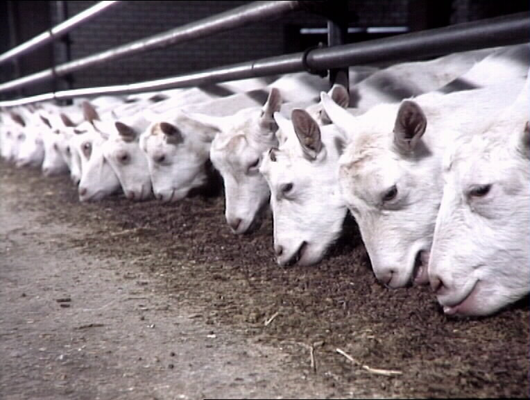 The applicant has now requested that the product be authorised for use as a zootechnical additive (functional group: gut flora stabilisers) in diets for dairy buffaloes, dairy sheep and dairy goats, and for buffaloes and goats for fattening. [Photo: Mark Pasveer]