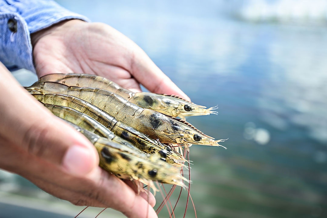The trial results suggest that shrimp preventively fed the yeast derivative are better able to react to a pathogen challenge. Photo: Shutterstock