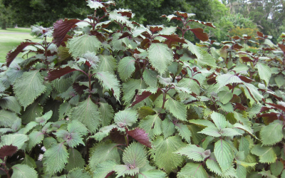 Perilla frutescens seeds reduce methane