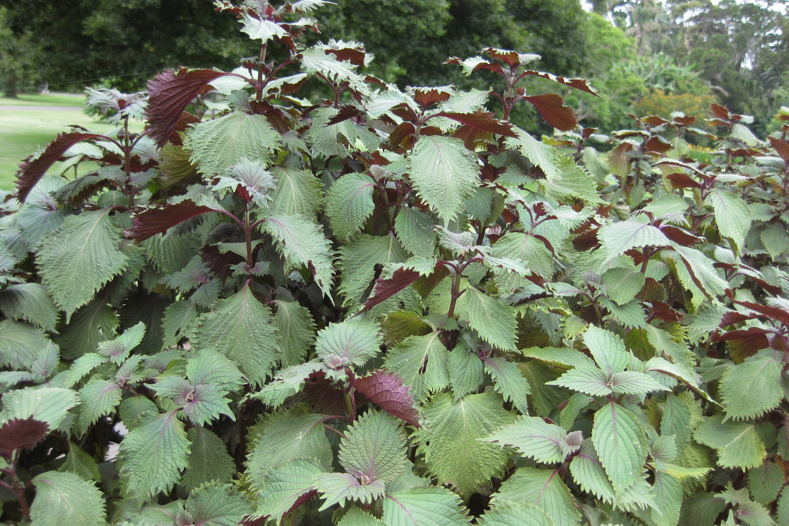 Perilla frutescens seeds reduce methane