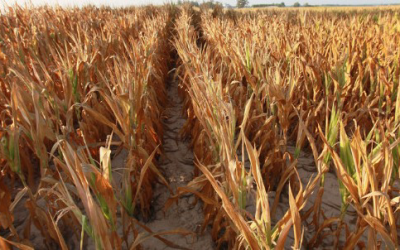 Drought costs Russia&apos;s grain industry over US$1 billion