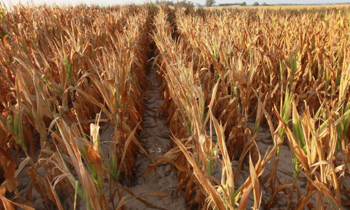 Drought costs Russia&apos;s grain industry over US$1 billion