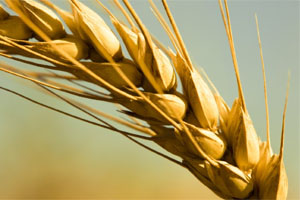 FAO: more wheat in 2013/14