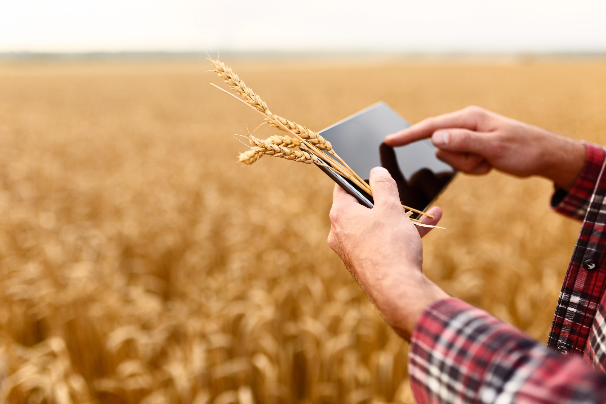 Weekly update on the global feed business. Photo: Shutterstock