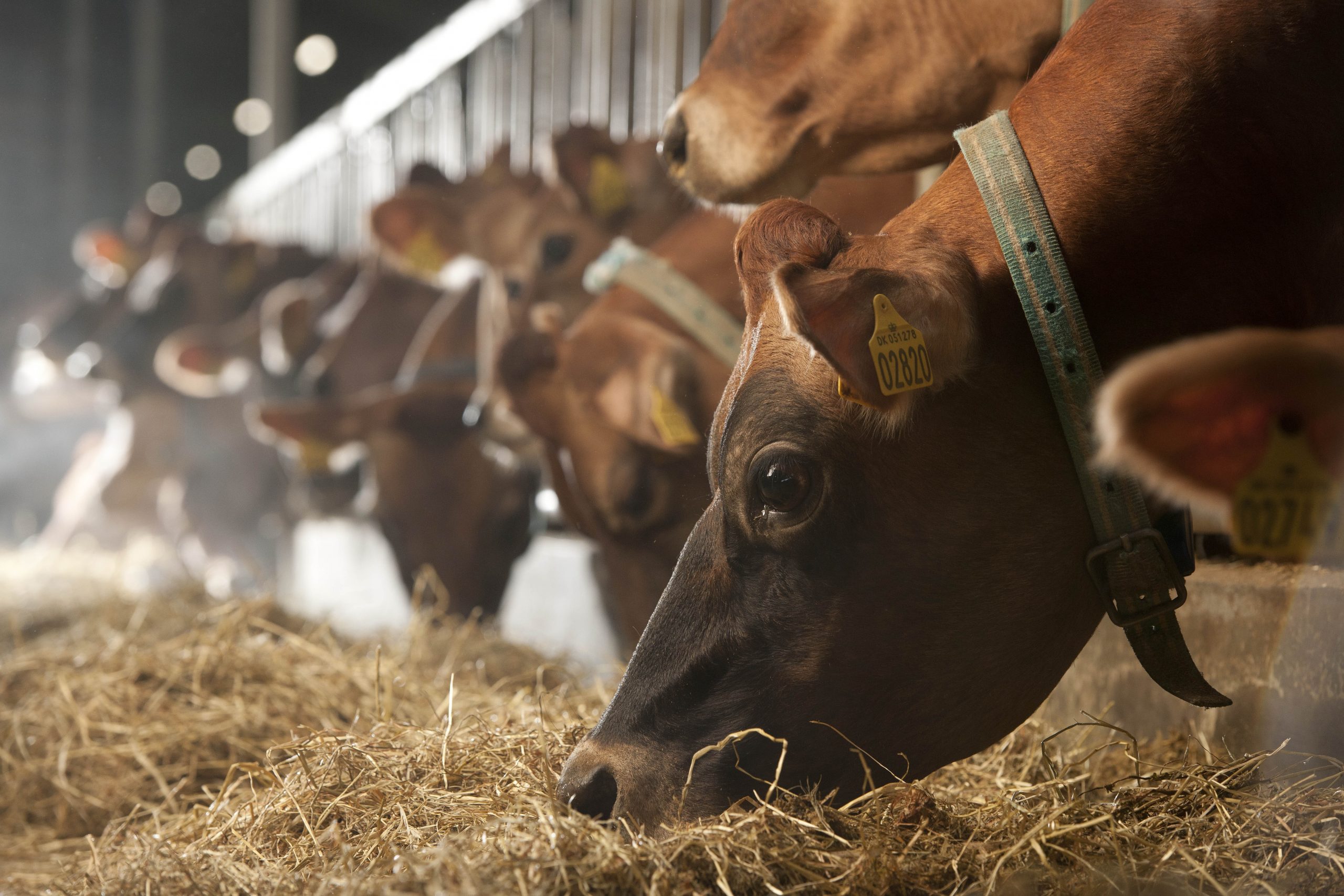 Whitepaper: Control your mycotoxin risk in ruminants. Photo: Mark Pasveer