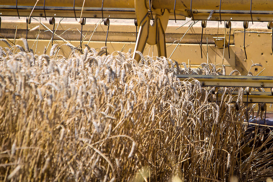 Wheat has a declining supply on the physical market. Photo: Peter J.E.Roek