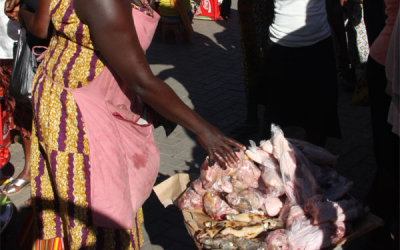 Analysis: Profitability of poultry feed market in Nigeria