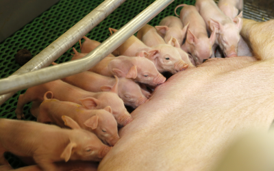 Feeding strategies for hyperprolific sows
