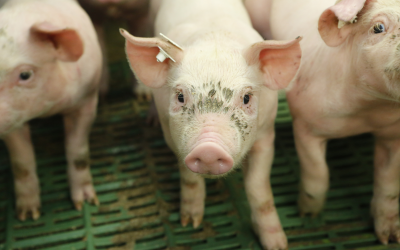 Functional yeast for piglets growing in China