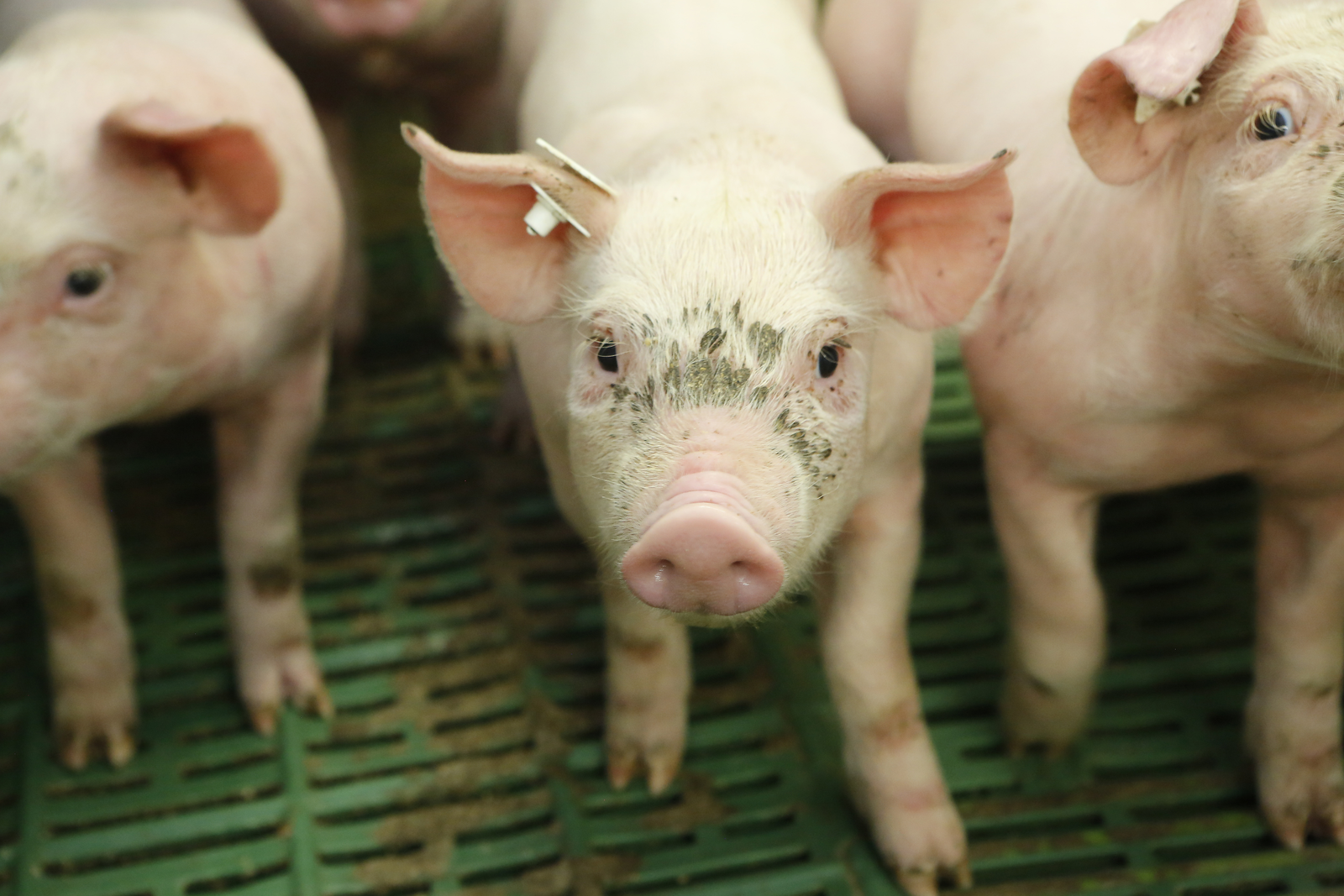 Functional yeast for piglets growing in China