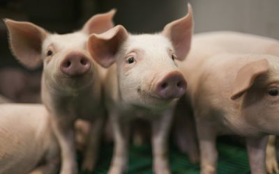Reducing antibiotic use in young animals. Photo: Thomas Priskorn
