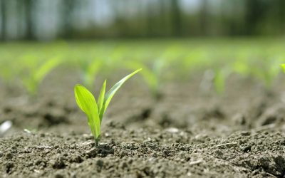 Alltech launches natural fertiliser in India. Photo: Dreamstime