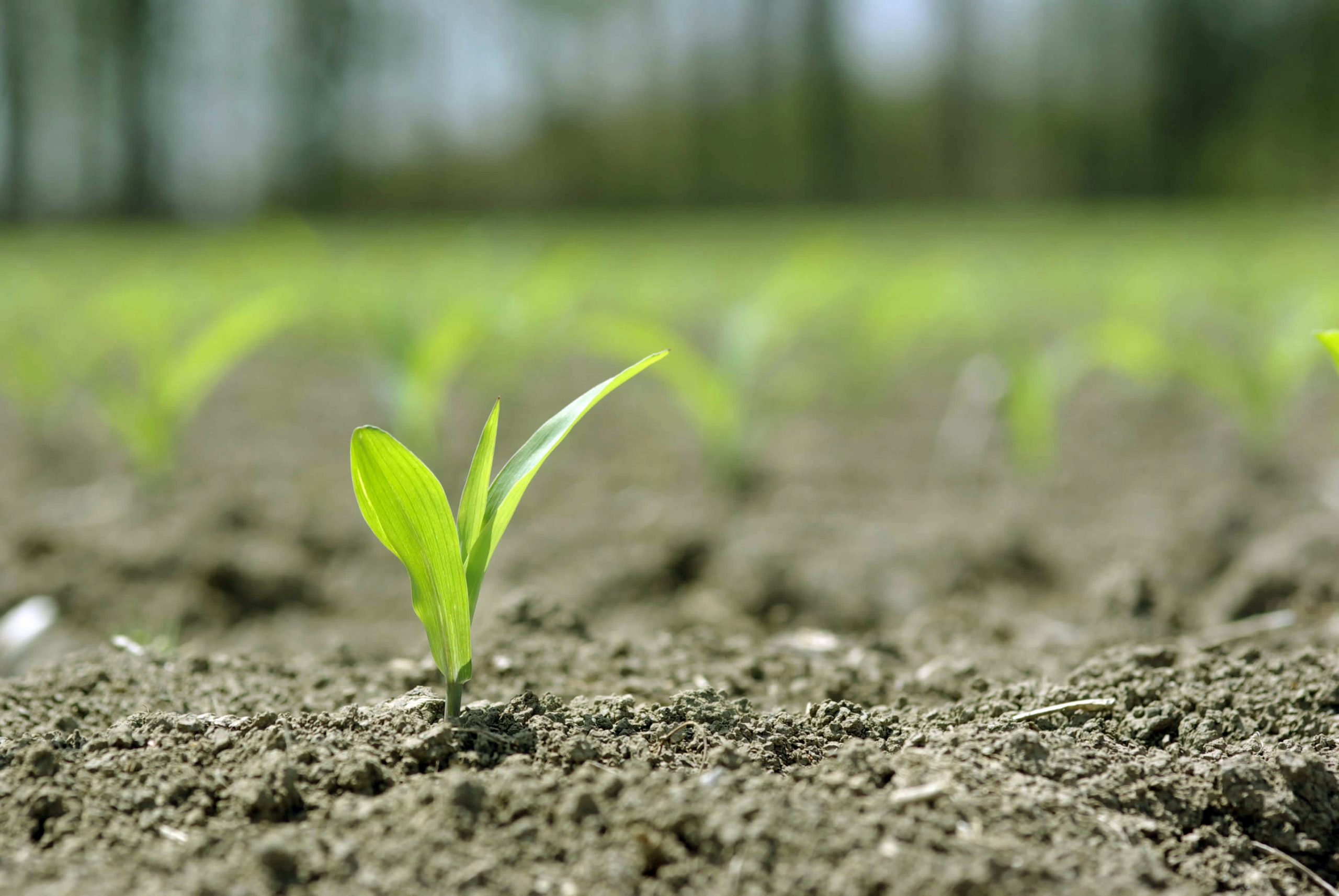Alltech launches natural fertiliser in India. Photo: Dreamstime