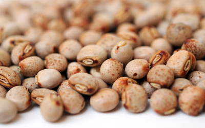 Pigeon peas are one alternative protein source being considered for poultry diets. [Photo: Shutterstock, An Nguyen]