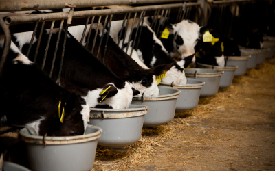 Calves can profit from hydrolysed wheat proteins