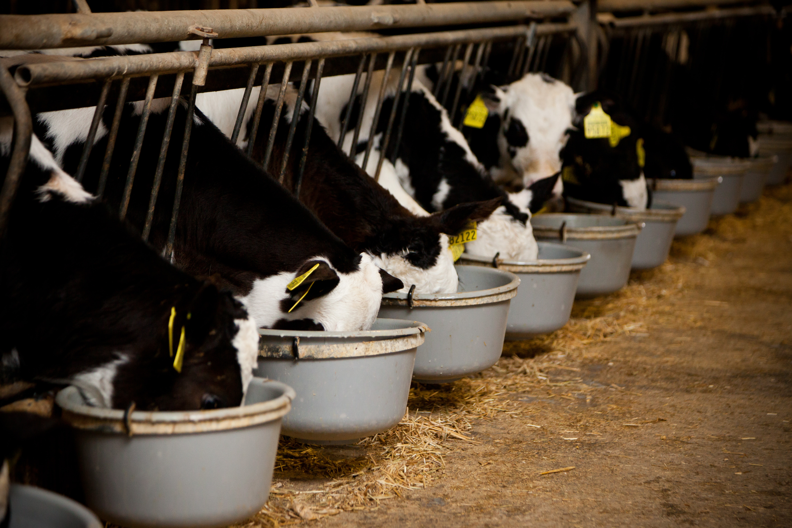 Calves can profit from hydrolysed wheat proteins