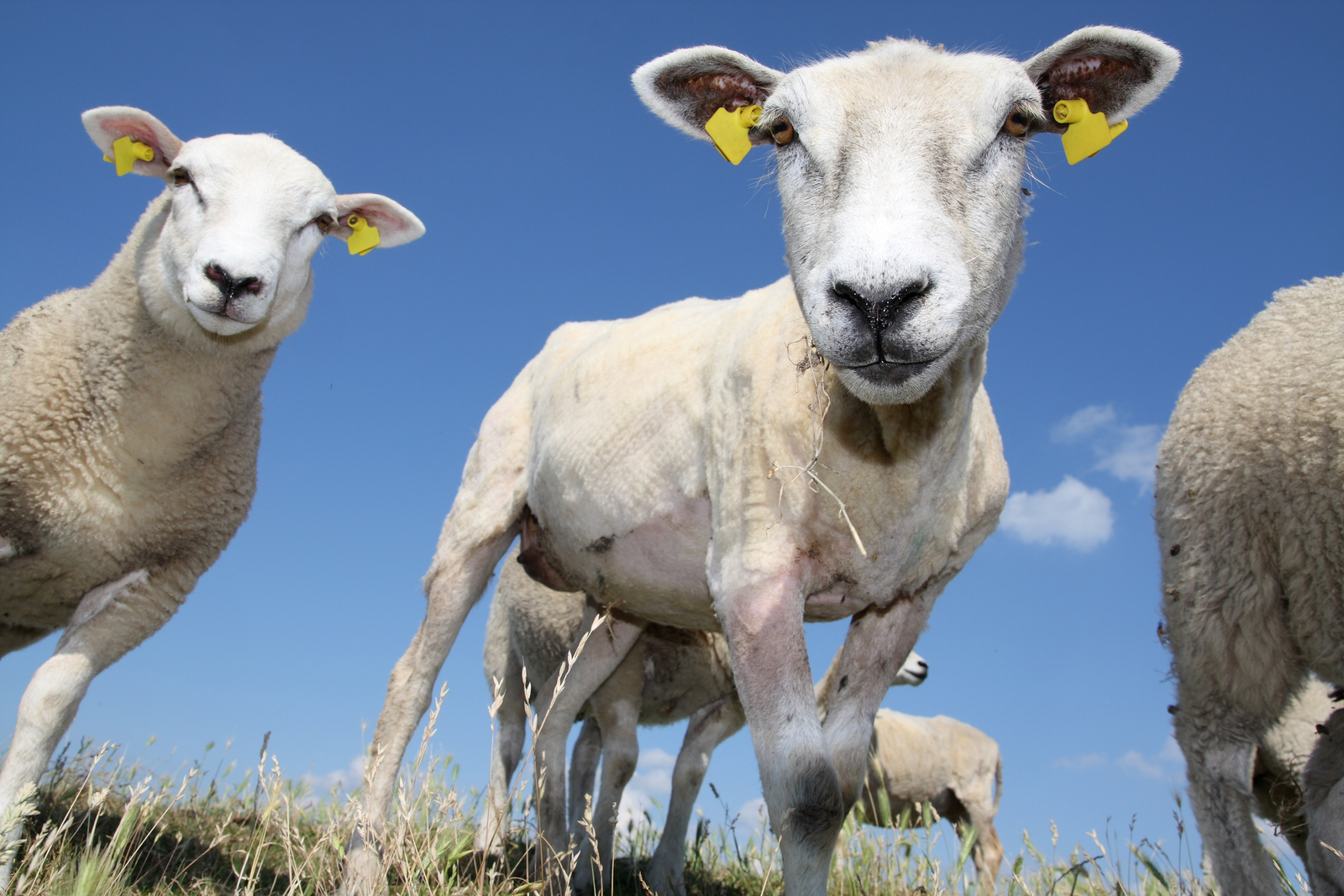 Crambe as soybean alternative in lamb diets