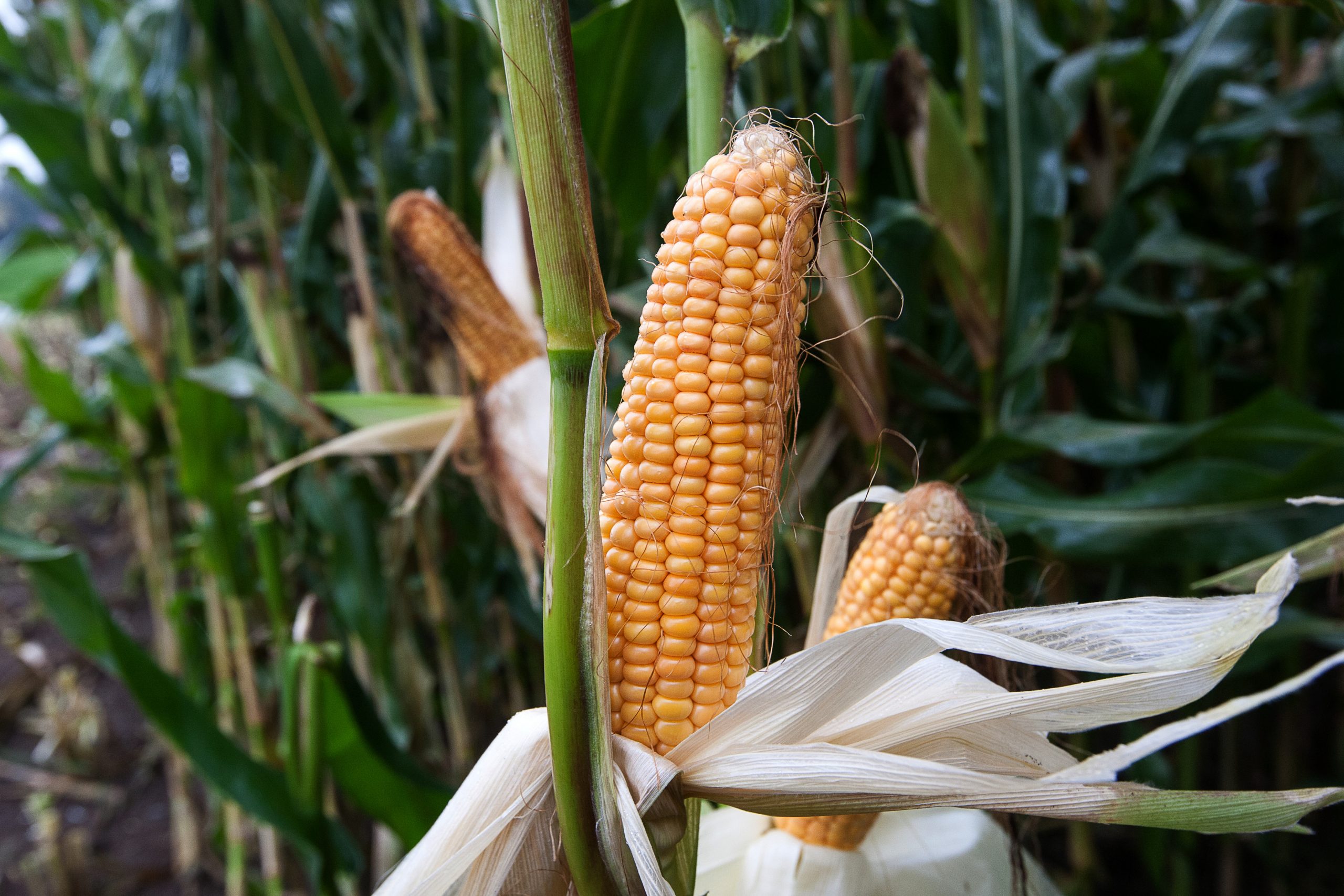 China s corn imports to go through seamless drop. Photo: Ronald Hissink