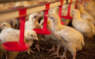 Enzyme supplementation can reduce the cost of broiler feed by up to US$11 per tonnne. Photo: Mark Pasveer