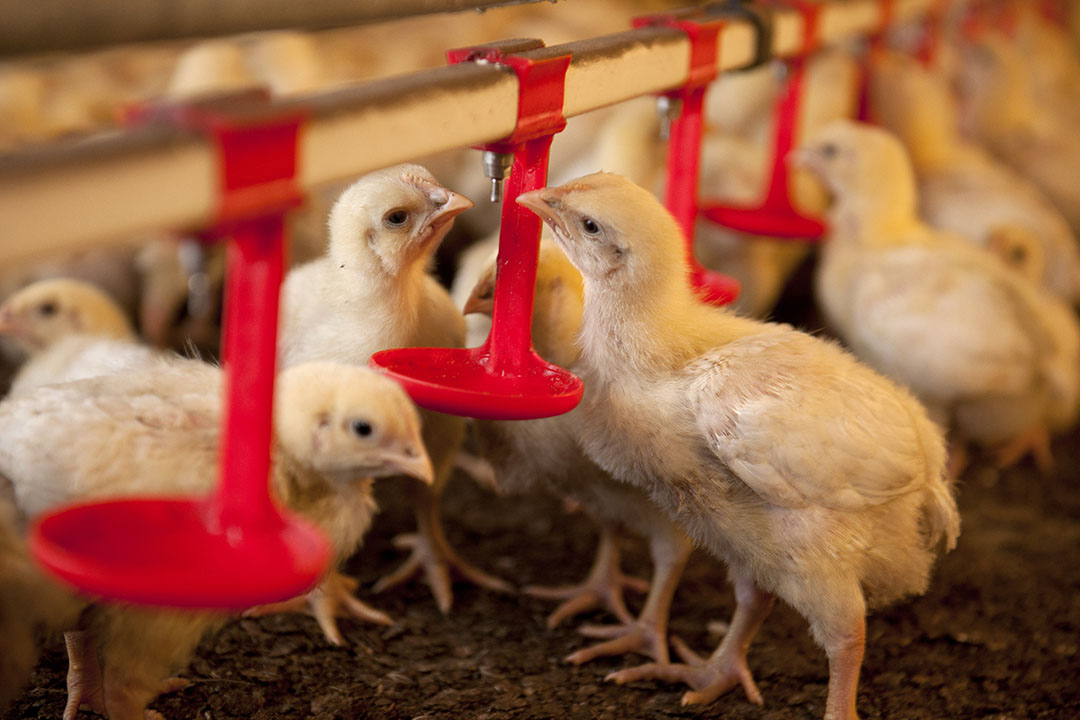 Enzyme supplementation can reduce the cost of broiler feed by up to US$11 per tonnne. Photo: Mark Pasveer
