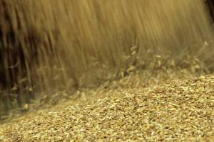 Ukraine release latest 2014/15 grain export figures