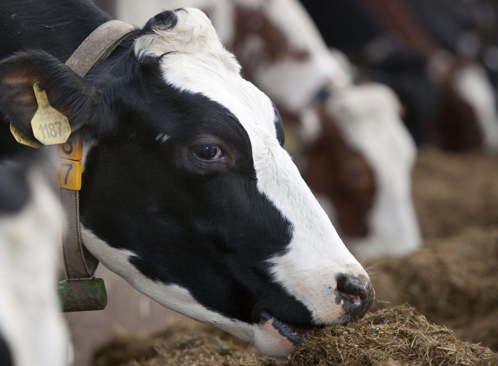 French feed companies hit by crisis