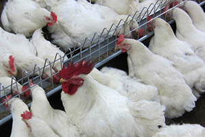 Bacillus sp: an alternative feed agp in broiler production