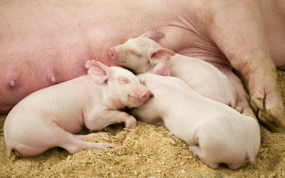 Supplementing sows with scFOSs improves the physiological status, the immune quality of colostrum, and the early maturation of  the intestinal immune system in suckling piglets, a recent trial has shown.