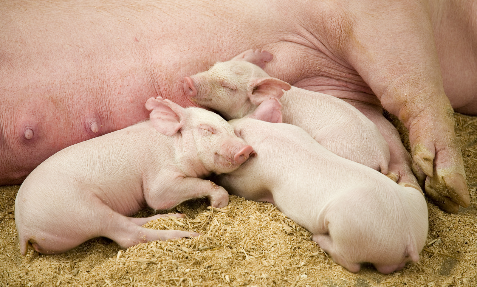 Supplementing sows with scFOSs improves the physiological status, the immune quality of colostrum, and the early maturation of  the intestinal immune system in suckling piglets, a recent trial has shown.