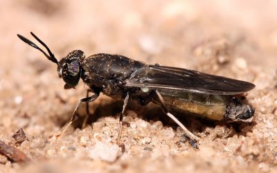 French start-up uses black soldier fly larvae to convert food waste into animal feed. Photo: Shutterstock