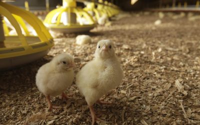 Zieuwent, kuikens op maissilage. fotografie Hans Prinsen