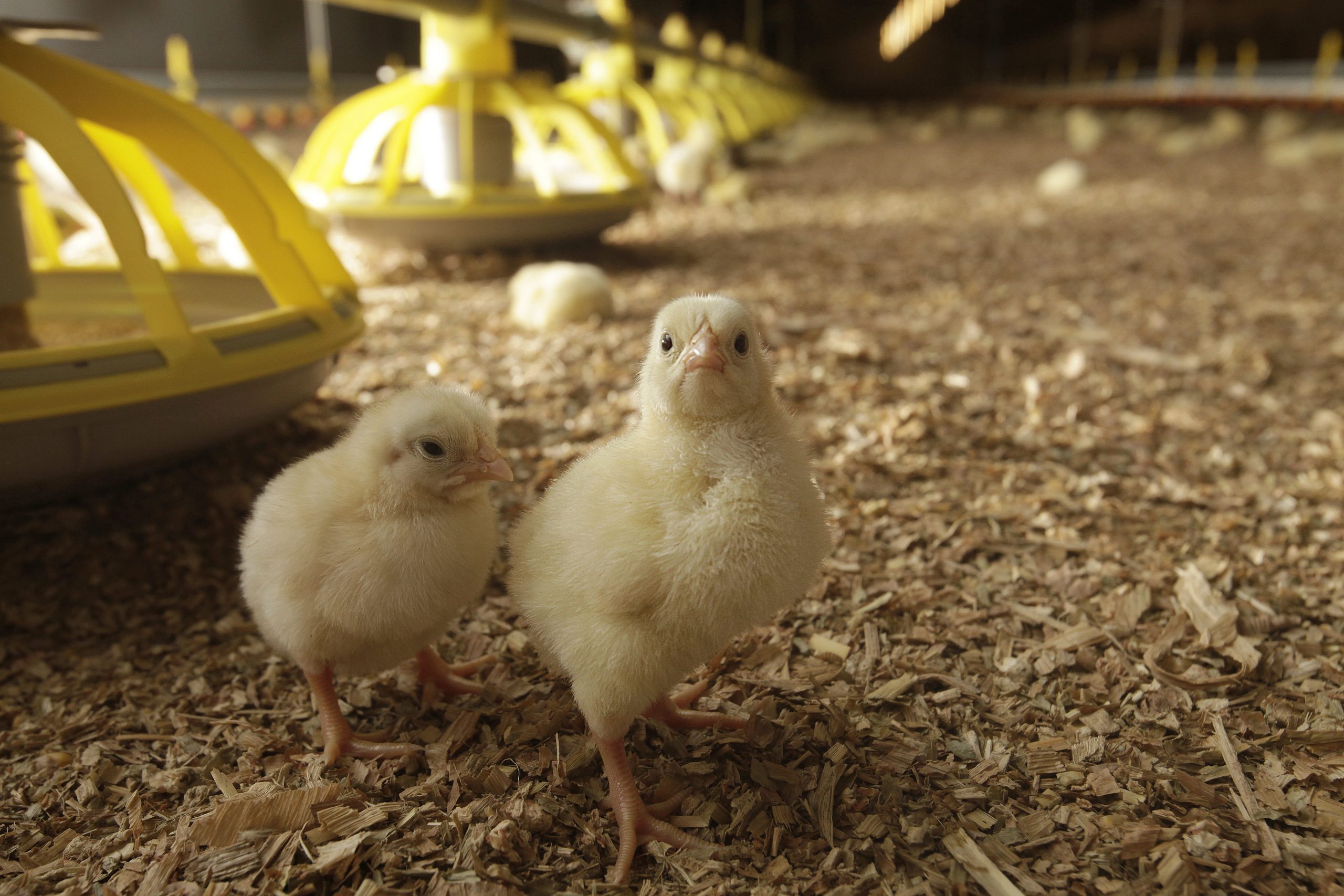 Zieuwent, kuikens op maissilage. fotografie Hans Prinsen