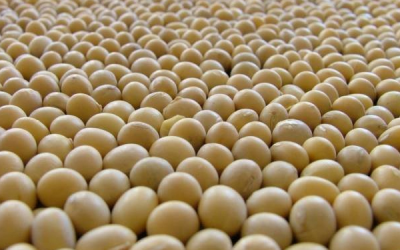 US soy exports hit record for value in 2013