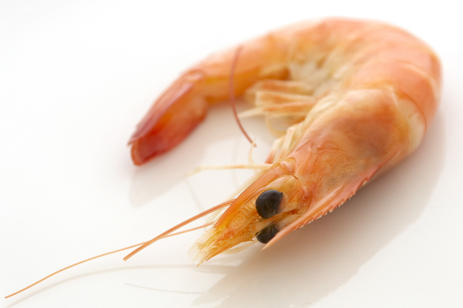 New methionine source for shrimp and crustaceans