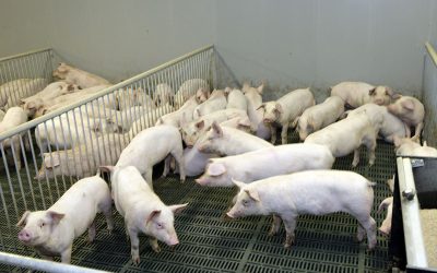 In this farm, stocking density is rather high because pigs have been performing really well. Photo: Henk Riswick