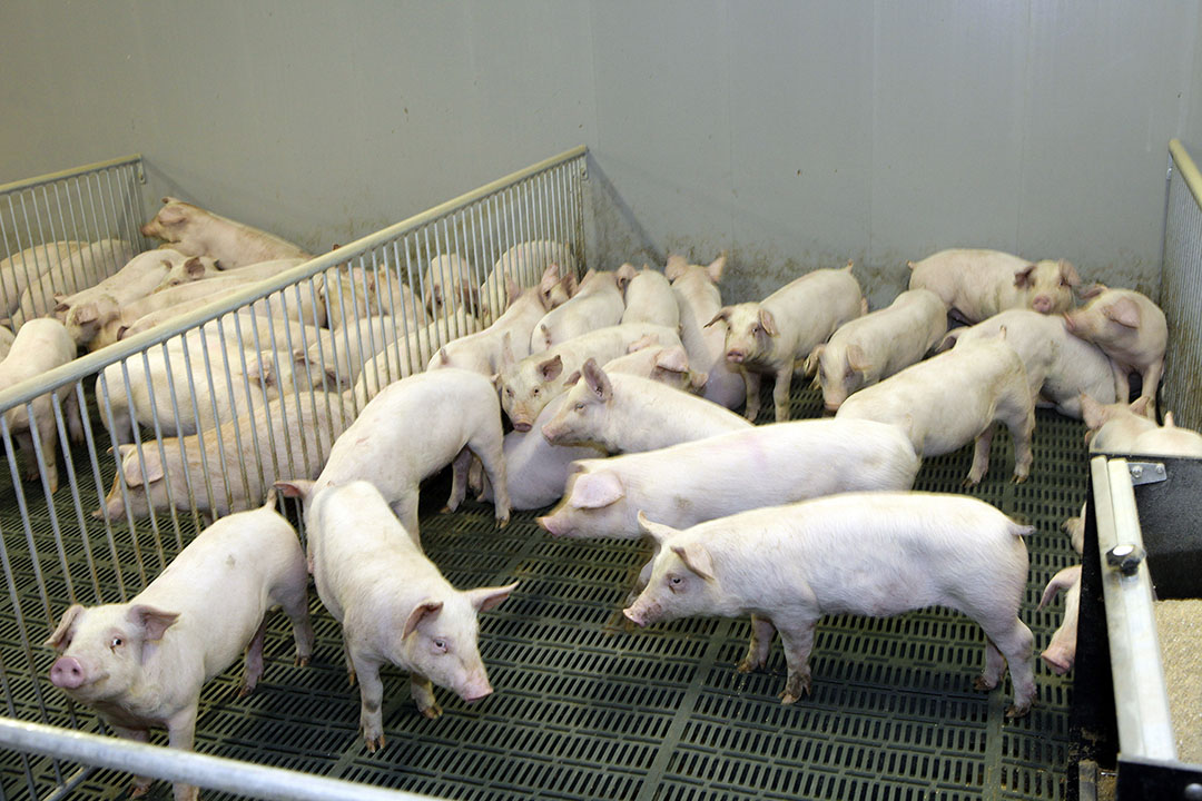 In this farm, stocking density is rather high because pigs have been performing really well. Photo: Henk Riswick