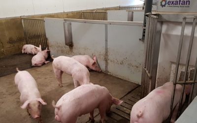 How to align feed and the pigs' genetic predisposition? At Wageningen Livestock Research, scientists wanted to find an answer. - Photo: WUR