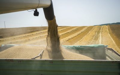 Lower yields are expected due to adverse weather conditions for the crops in Europe and the Black Sea region. Photo: EPA