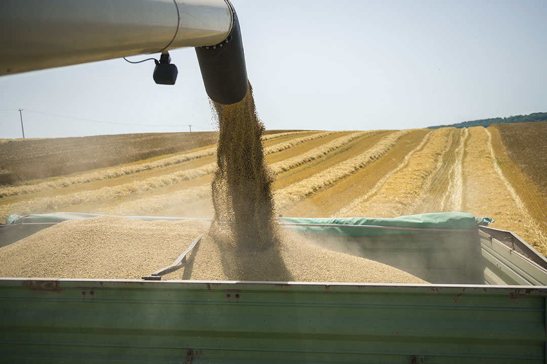 Lower yields are expected due to adverse weather conditions for the crops in Europe and the Black Sea region. Photo: EPA