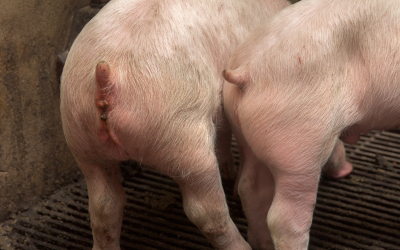 Preventing diarrhoea in piglets with Detach