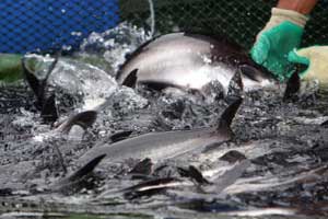 Russia invests in aquaculture