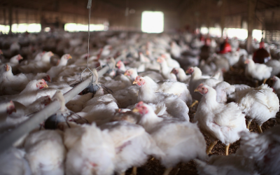 Mycotoxicosis has an effect on poultry weight gain leading to a potential reduction in carcass profit, with an ( estimated loss of $0.21 per bird.<br />[Photo: ANP]