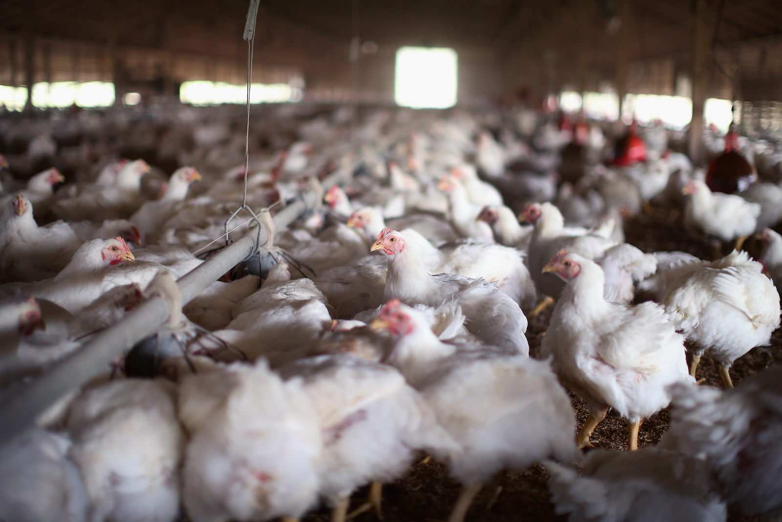 Mycotoxicosis has an effect on poultry weight gain leading to a potential reduction in carcass profit, with an ( estimated loss of $0.21 per bird.<br />[Photo: ANP]