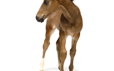 Less lameness when foals get magnesium