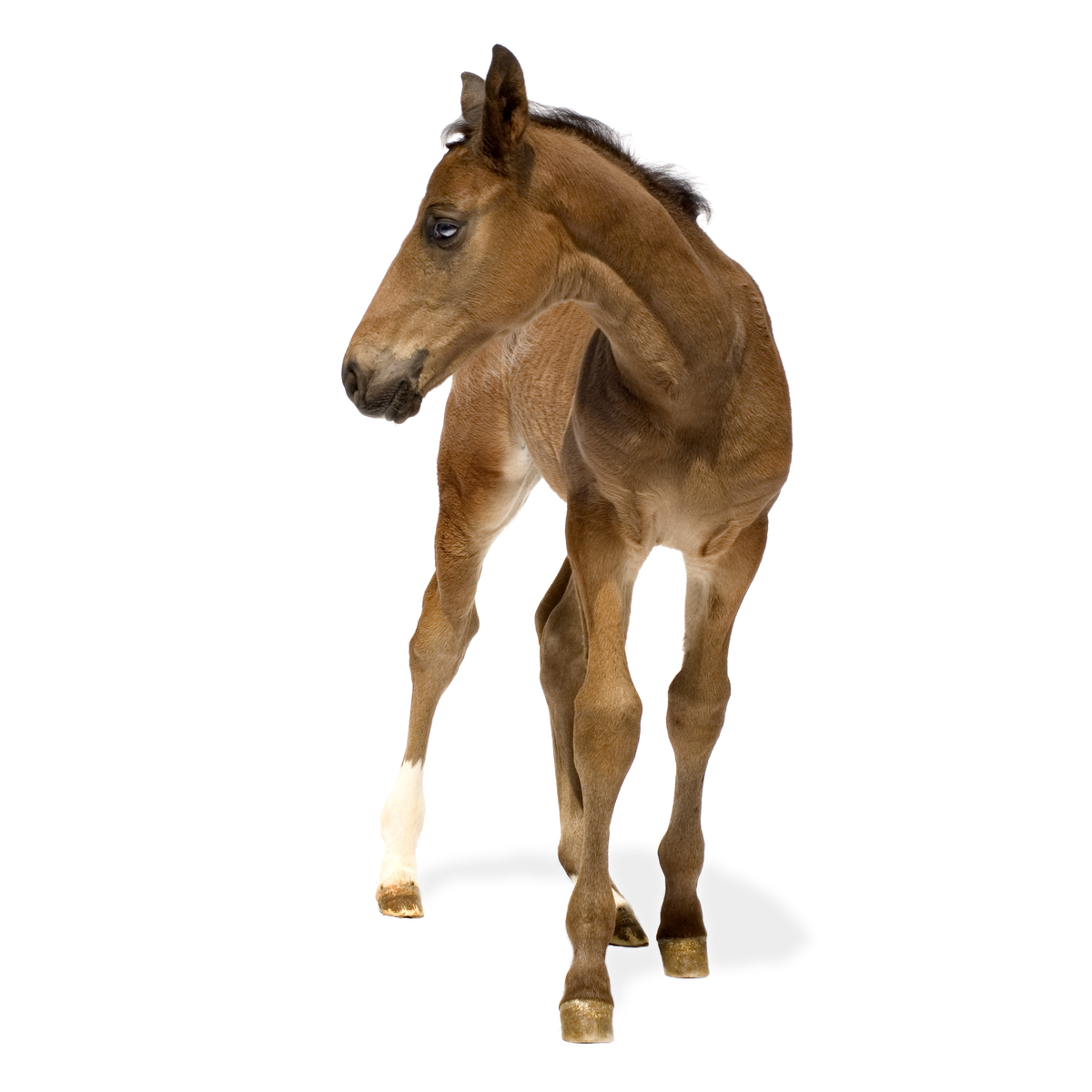 Less lameness when foals get magnesium