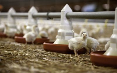 The solution to stress in aviculture. Photo: Jan Willem van Vliet