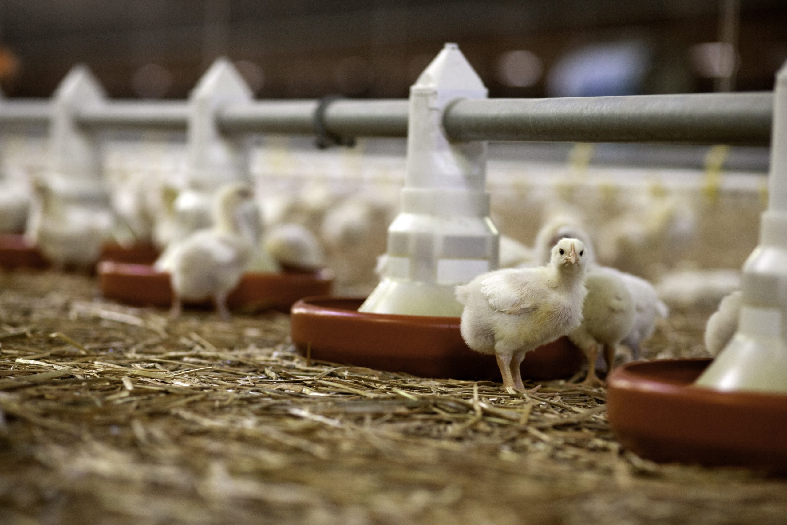 The solution to stress in aviculture. Photo: Jan Willem van Vliet
