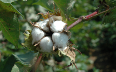 An opening cotton boll